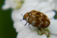 Anthrenus verbasci