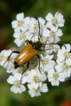 Stictoleptura fulva