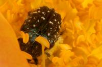 Oxythyrea funesta