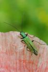 Oedemera nobilis