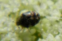 Anthrenus