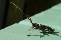 Monochamus galloprovincialis