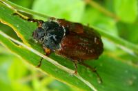 Melolontha melolontha