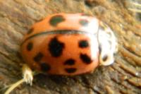 Oenopia conglobata