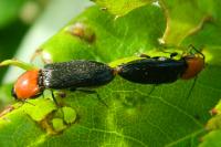 Cardiophorus gramineus