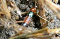 Paederus littoralis