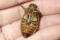 Dytiscus marginalis