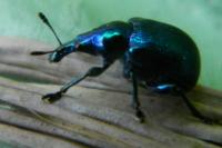 Byctiscus betulae
