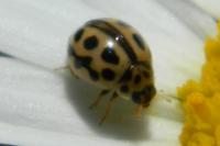 Tytthaspis sedecimpunctata