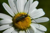 Agapanthia cardui
