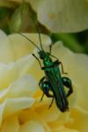 Oedemera nobilis