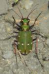 Cicindela campestris