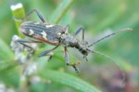 Rhagium bifasciatum