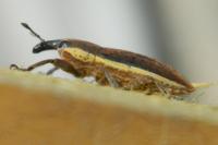 Lixus ochraceus