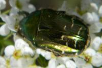 Cetonia aurata