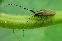 Agapanthia villosoviridescens