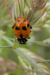 Hippodamia variegata