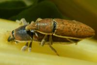 Lixus ochraceus