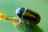 Cryptocephalus vittatus