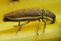 Lixus ochraceus