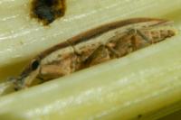 Lixus ochraceus