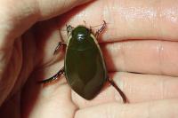 Cybister lateralimarginalis