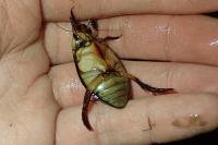Cybister lateralimarginalis