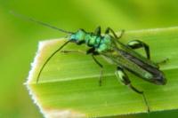 Oedemera nobilis