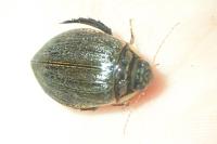 Acilius sulcatus