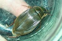 Dytiscus marginalis