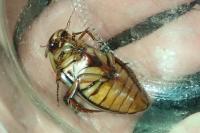 Dytiscus marginalis