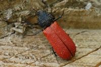 Bostrichus capucinus