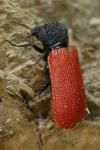 Bostrichus capucinus