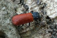 Bostrichus capucinus