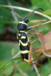 Clytus arietis