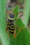 Clytus arietis