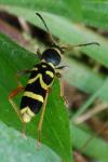 Clytus arietis