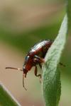 Chrysolina americana