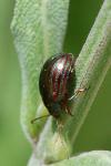 Chrysolina americana