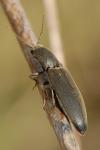 Agriotes pilosellus