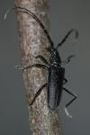 Cerambyx scopolii