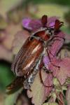 Melolontha hippocastani