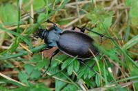 Carabus nemoralis