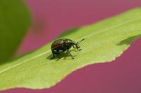 Byctiscus