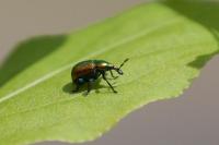 Byctiscus