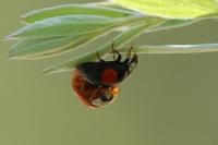 Harmonia axyridis