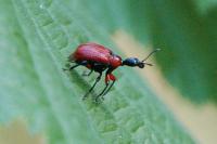 Apoderus coryli