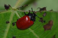 Chrysomela
