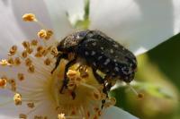 Oxythyrea funesta