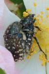 Oxythyrea funesta